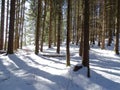 Coniferous forest in Jachenau