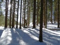 Coniferous forest in Jachenau