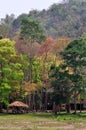 Coniferous Forest khao-samlan