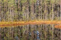 Coniferous forest at a lake Royalty Free Stock Photo