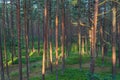 Coniferous forest in the morning with sunbeams and a small path Royalty Free Stock Photo