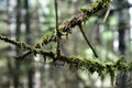 Coniferous forest. Moss on the branches of trees. Pines. A sunny day in the forest area. Bluer Royalty Free Stock Photo