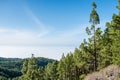 Coniferous forest in mountain landscape above clouds Royalty Free Stock Photo