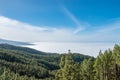 Coniferous forest in mountain landscape above clouds Royalty Free Stock Photo