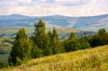 Coniferous forest on a mountain slope Royalty Free Stock Photo