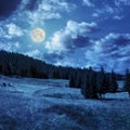 Coniferous forest on a mountain slope in moon linght