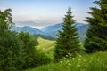 Coniferous forest on a mountain slope Royalty Free Stock Photo