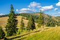 Coniferous forest on a mountain slope Royalty Free Stock Photo