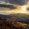 Coniferous forest on a mountain slope at sunset Royalty Free Stock Photo