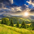 Coniferous forest on a mountain slope at sunset Royalty Free Stock Photo
