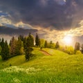 Coniferous forest on a mountain slope at sunset Royalty Free Stock Photo