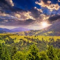 Coniferous forest on a mountain slope at sunset Royalty Free Stock Photo