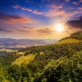 Coniferous forest on a mountain slope at sunset Royalty Free Stock Photo