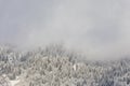 Coniferous forest in the mountains covered with snow and covered with clouds Royalty Free Stock Photo