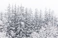 Coniferous forest in the mountains covered with snow and covered with clouds Royalty Free Stock Photo