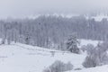 Coniferous forest in the mountains covered with snow and covered with clouds Royalty Free Stock Photo