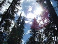 Coniferous forest in the mountains. The sun`s rays make their way through the branches.