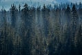 Coniferous forest in the mountains. wild deep forest