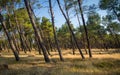 Coniferous forest park with tilted trees