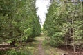 Coniferous forest perspective. Alleys of coniferous trees. Thuja. Green grass. A sunny day Royalty Free Stock Photo