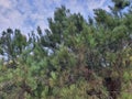 Coniferous Forest or Pine Forest is an evergreen sparse forest.