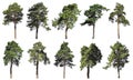 Coniferous forest. Pine, spruce, fir. Set of isolated trees on w
