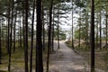 Coniferous forest, pines, road to the sea, summer, day. Royalty Free Stock Photo