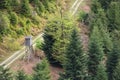 Coniferous forest, road and a small wooden house for hunters in the forest Schwarzwald, Germany