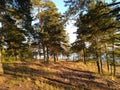 Coniferous forest, sand, coast of the Gulf of Finland, beautiful place Royalty Free Stock Photo