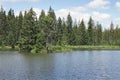 Coniferous forest on the shore of lake