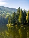 coniferous forest on the shore reflecting in the water Royalty Free Stock Photo