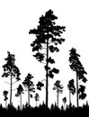 Coniferous forest, silhouette of pine trees, vertical landscape after deforestation. Vector illustration