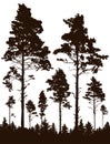 Coniferous forest, silhouette of pine trees, vertical landscape after deforestation. Vector illustration Royalty Free Stock Photo