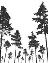 Coniferous forest, silhouette of pine trees, vertical landscape after deforestation. Vector illustration