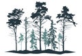 Coniferous forest silhouette. Realistic pine and fir trees. Vector illustration