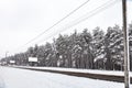 Coniferous forest after snowfall Royalty Free Stock Photo