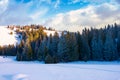 Coniferous forest on the snowy slope at sunset Royalty Free Stock Photo