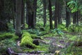 Coniferous forest in summer, fallen old trees covered with moss Royalty Free Stock Photo