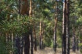 Coniferous forest in sunlight. Green pine branch and big trees. Close-up, copy space, blurred background, soft focus, blur Royalty Free Stock Photo