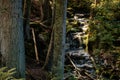 Coniferous forest on a sunny day. Sumava national park, Nova Pec, Czech Republic Royalty Free Stock Photo