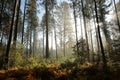 coniferous forest in the sunshine morning fog surrounds the pine trees lit by the light of the sun the sunny autumnal weather Royalty Free Stock Photo