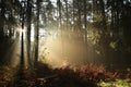 coniferous forest in the sunshine morning fog surrounds pine trees lit by light of sun sunny autumnal weather after a rainfall at Royalty Free Stock Photo