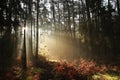 coniferous forest in the sunshine morning fog surrounds pine trees lit by light of sun sunny autumnal weather after a rainfall at Royalty Free Stock Photo