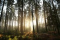 coniferous forest in the sunshine morning fog surrounds pine trees lit by light of sun sunny autumnal weather after a rainfall at Royalty Free Stock Photo