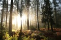 coniferous forest in the sunshine morning fog surrounds pine trees lit by light of sun sunny autumnal weather after a rainfall at