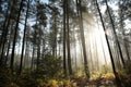 coniferous forest in the sunshine morning fog surrounds pine trees lit by light of sun sunny autumnal weather after a rainfall at Royalty Free Stock Photo