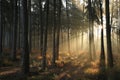 coniferous forest in the sunshine morning fog surrounds pine trees lit by rays of sun sunny autumnal weather after a rainfall at