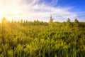 Coniferous forest on the swamp at sunset Royalty Free Stock Photo