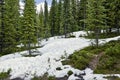 Coniferous forest. Tall evergreen spruce and melting snow on a mountainside. Banff National Park Royalty Free Stock Photo