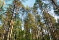 A coniferous forest. tall pines against the blue of the sky Royalty Free Stock Photo